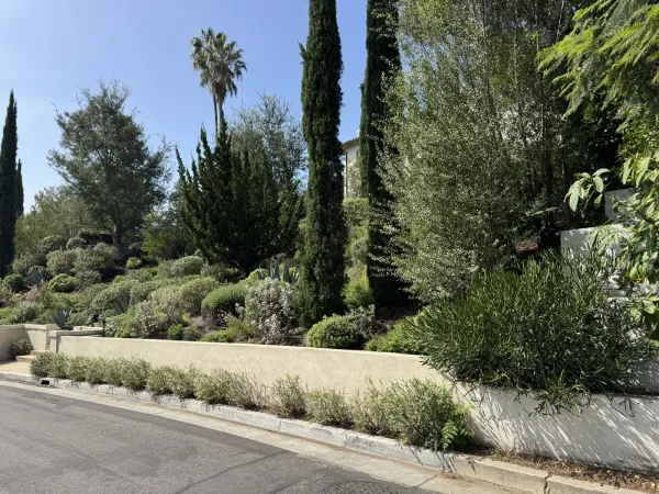 Finished light-colored concrete retaining wall with stepped sections at the base of a terraced Silver Lake hillside garden planted with agave and Italian cypress